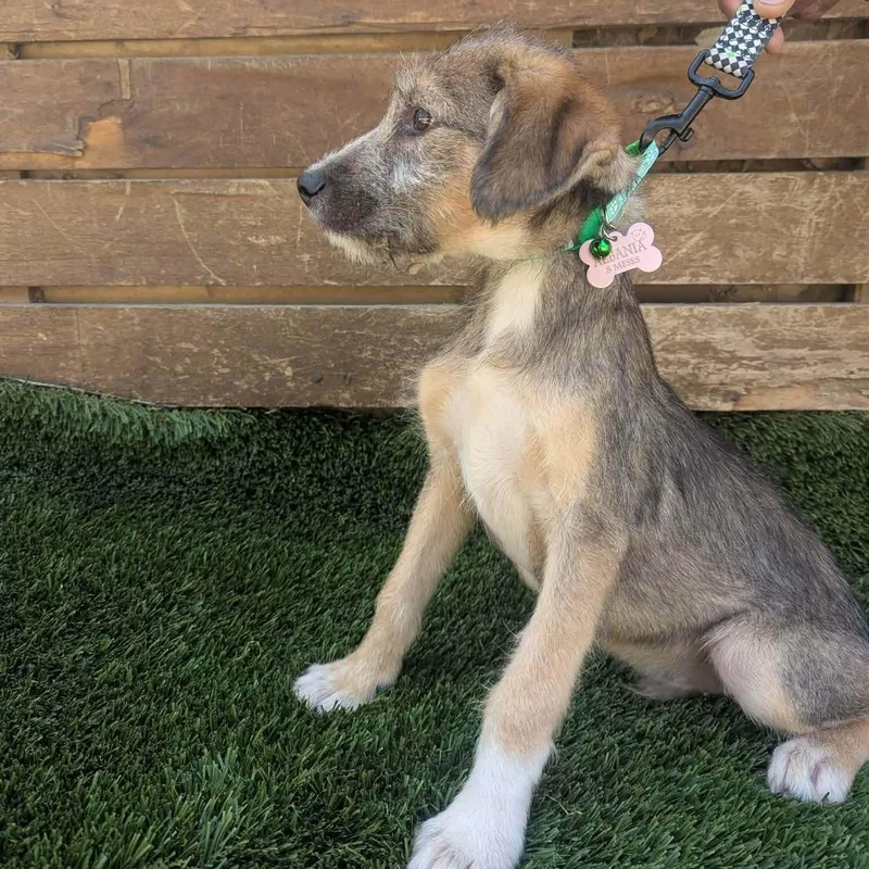 A baby medium-sized female Terrier dog named Charlotte for adoption in San Diego, CA
