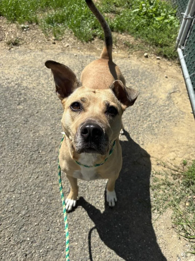 A young medium-sized female American Staffordshire Terrier dog named Ac  Maggie Moo for adoption in Brewster , NY