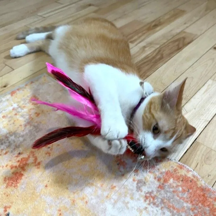 A young medium-sized female Tabby (Orange / Red) Domestic Short Hair cat named Pickle Pop for adoption in Friendswood, TX