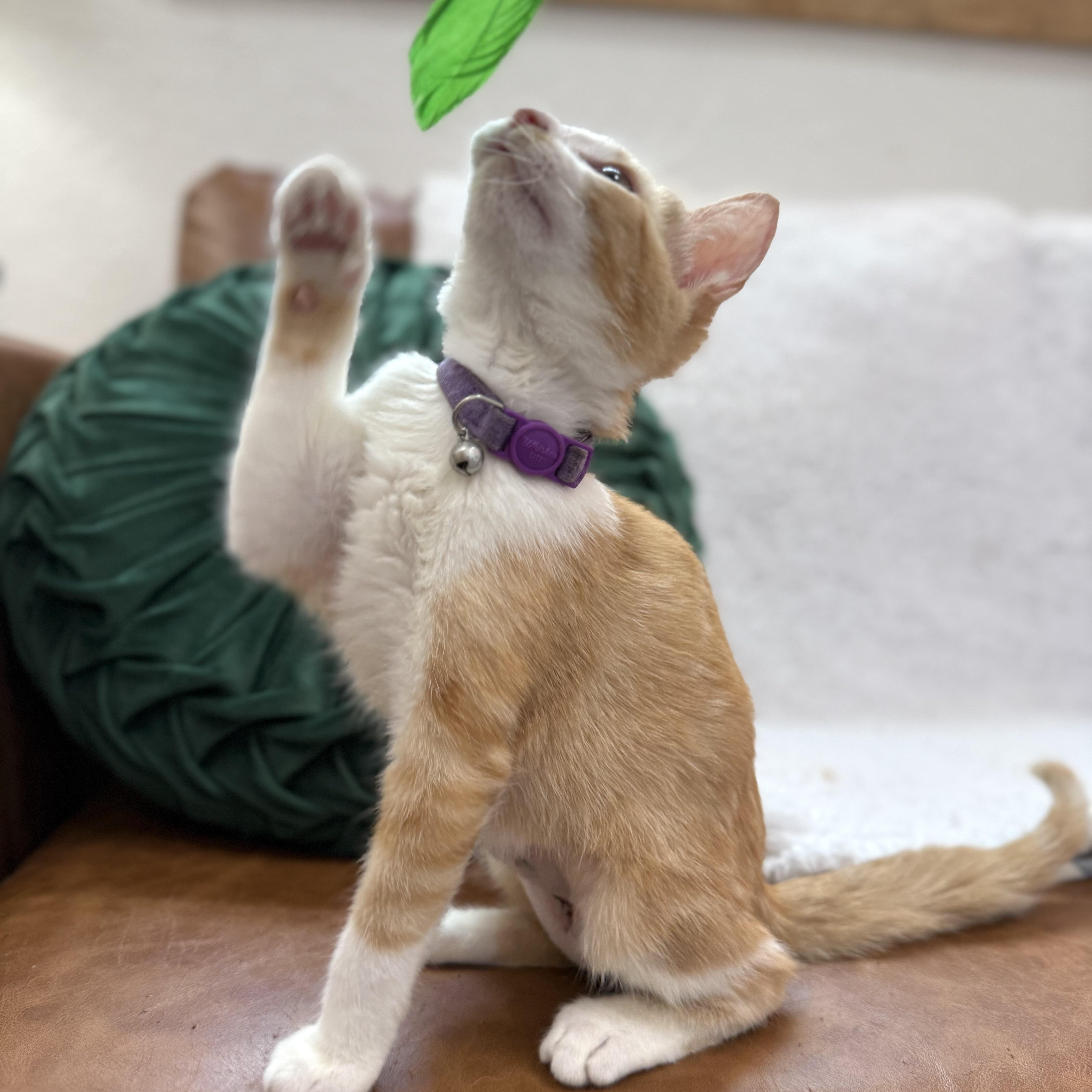 Pickle Pop thumbnail 3