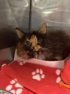 An adult small-sized female Domestic Short Hair cat named Nebula for adoption in Miami, FL