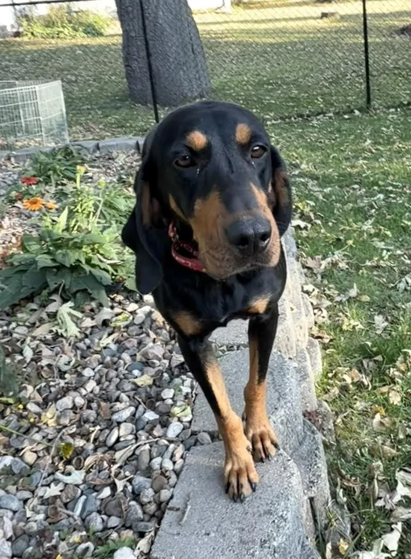 An adult medium-sized female Black and Tan Coonhound dog named Daisy Doo for adoption in Mankato, MN