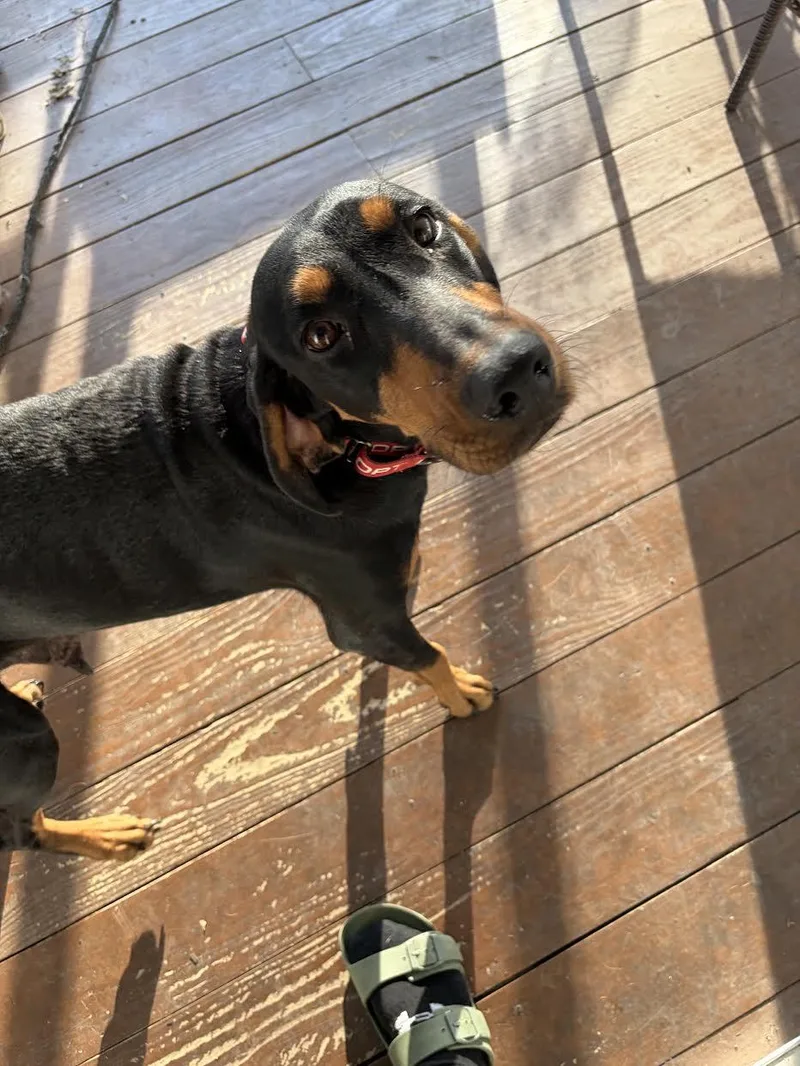 Daisy Doo thumbnail 3