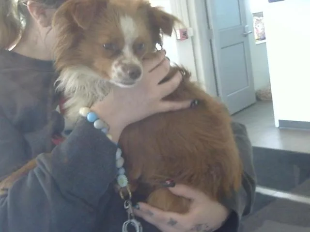 A young small-sized male Papillon dog named Brent for adoption in Toledo, OH