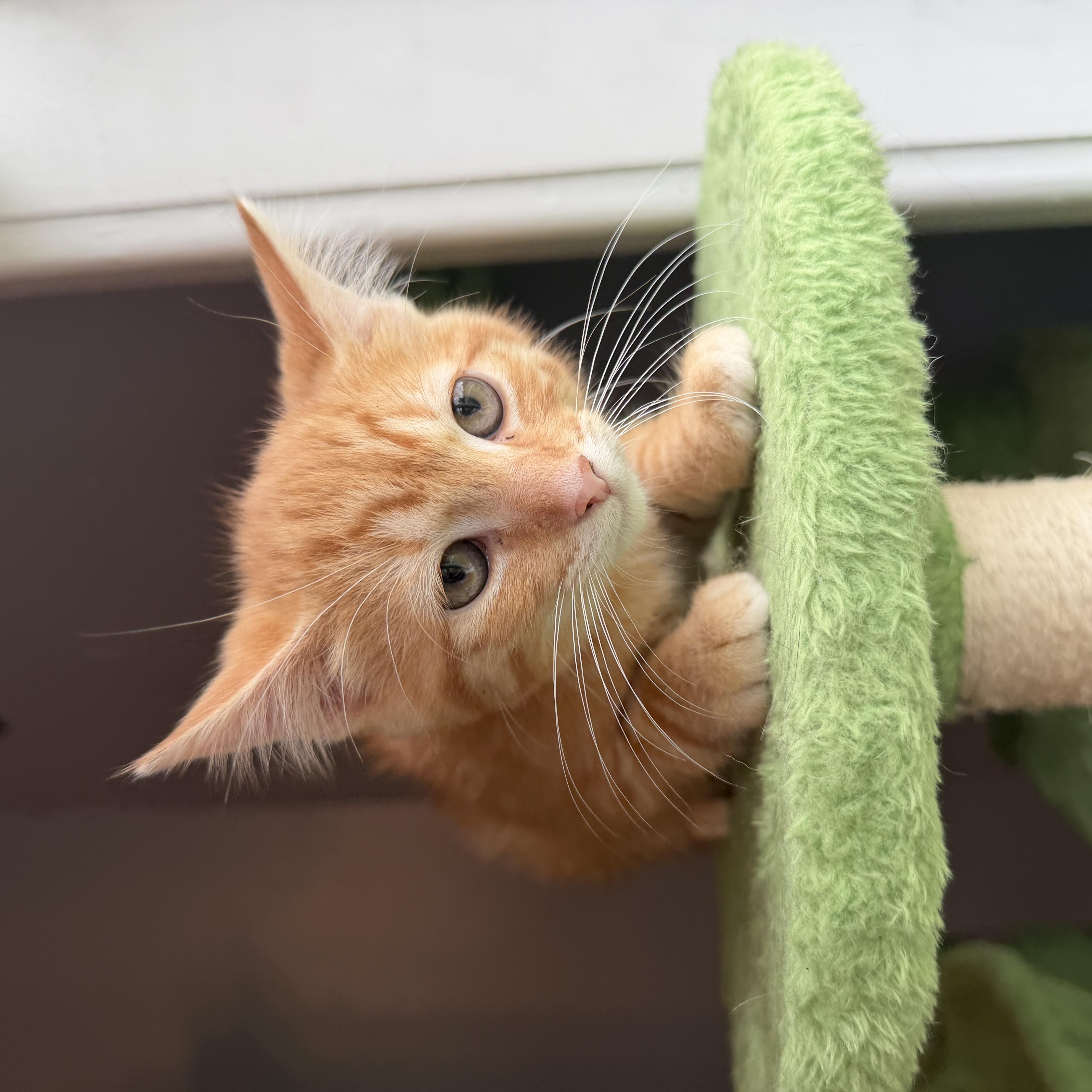 A baby medium-sized female Orange / Red Domestic Short Hair cat named Grapefruit for adoption in Bethel, OH