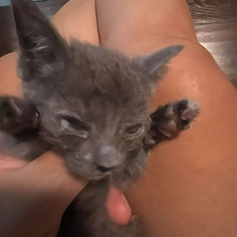 A baby small-sized female Gray / Blue / Silver Domestic Short Hair cat named Star for adoption in Flower Mound, TX