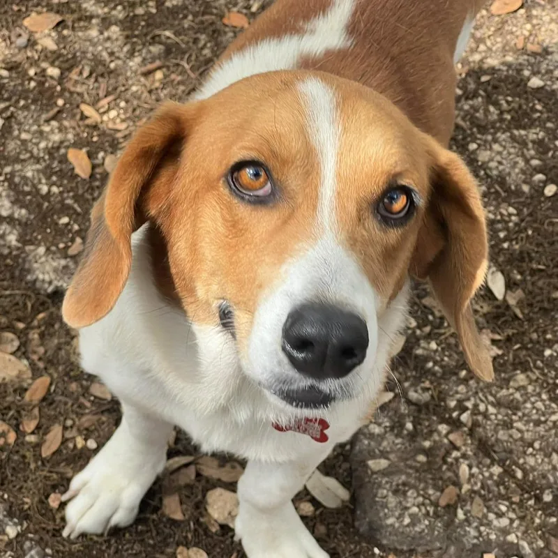 An adult medium-sized female White / Cream Basset Hound dog named Faye for adoption in Boerne, TX