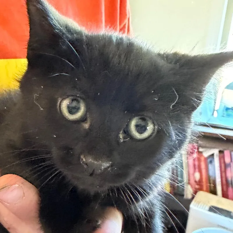 A baby small-sized female Black Domestic Long Hair cat named Indigo for adoption in Klamath Falls, OR
