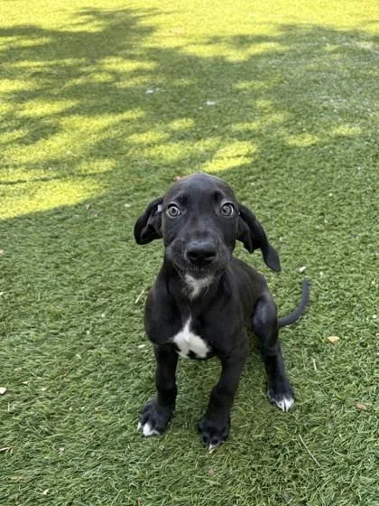 A young small-sized male Great Dane dog named Charlie for adoption in North Miami Beach, FL