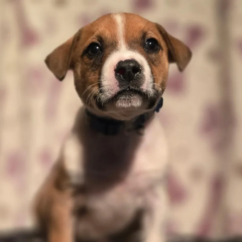 A baby medium-sized male White / Cream American Staffordshire Terrier dog named Stitch for adoption in Kissimmee, FL