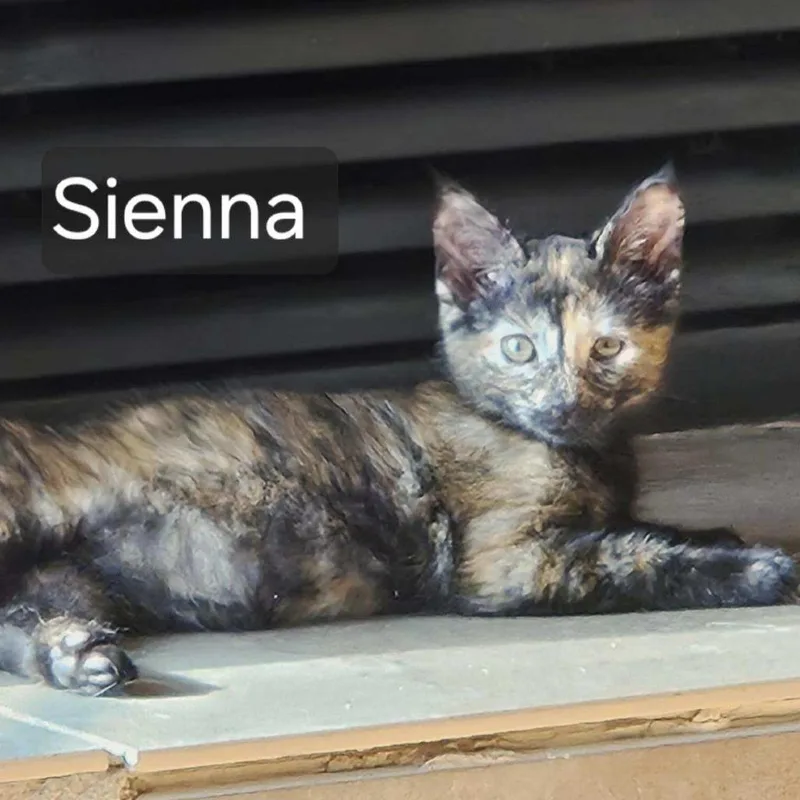 Sienna thumbnail 2