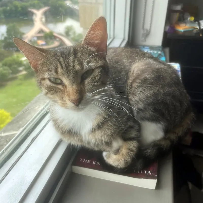 An adult medium-sized female Brown / Chocolate Domestic Short Hair cat named Cheetah Rita for adoption in Austin, TX