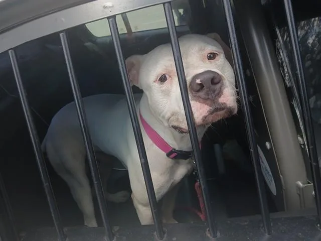 A young large-sized male American Staffordshire Terrier dog named Frost for adoption in Fort Lauderdale, FL