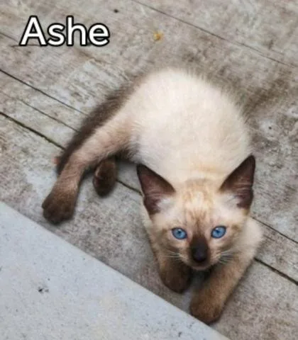 Ashe` Bridges