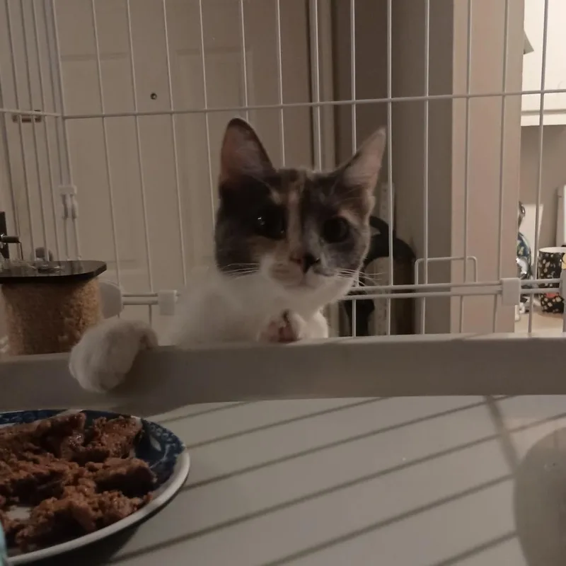 A young small-sized female Calico Domestic Short Hair cat named Flo Shull for adoption in Eagle Mountain, UT