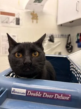 A young small-sized male Domestic Short Hair cat named Salem for adoption in Seattle, WA