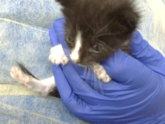 A baby medium-sized male Domestic Medium Hair cat named Orson for adoption in Dallas, TX