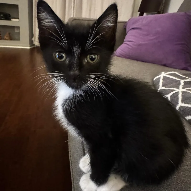 A baby small-sized male Black Domestic Short Hair cat named Sonora for adoption in Los Angeles, CA