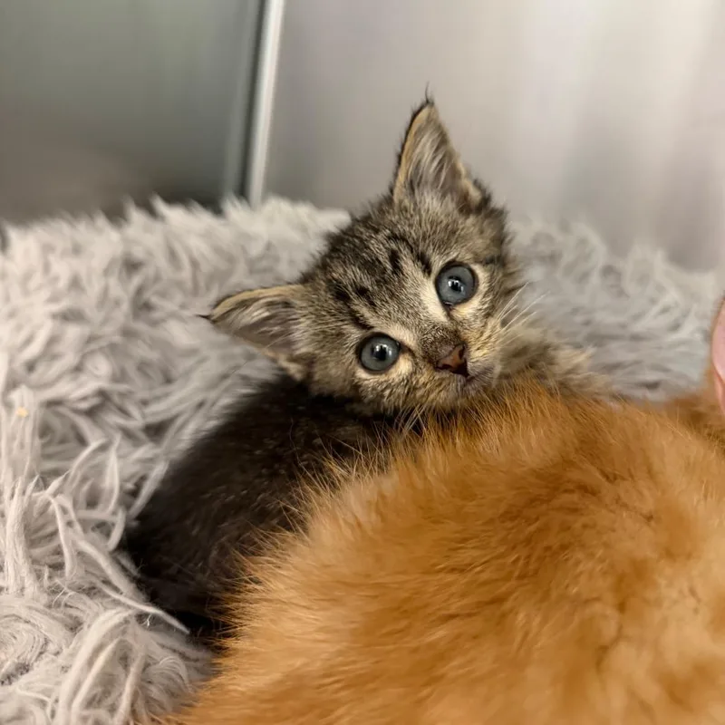 A baby small-sized male Brown / Chocolate Domestic Medium Hair cat named Ian for adoption in Marshall, VA