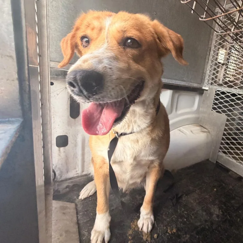 An adult large-sized female Yellow / Tan / Blond / Fawn Shepherd dog named Lady for adoption in Edinburg, TX