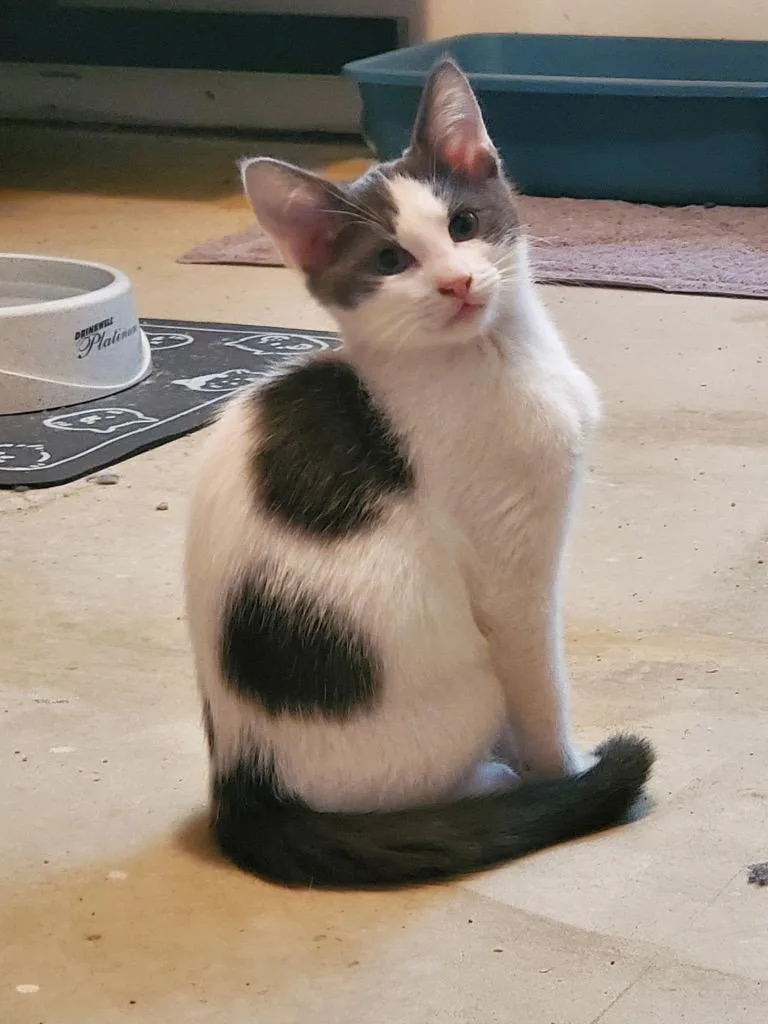 A baby small-sized male Domestic Short Hair cat named Curious for adoption in Ogden, UT