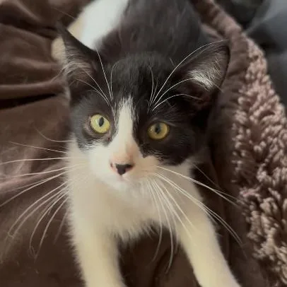 A baby medium-sized female Domestic Short Hair cat named Kingsley for adoption in Minneapolis, MN