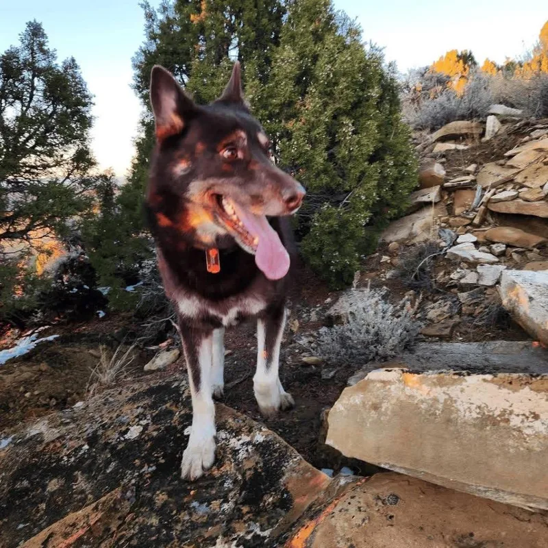 An adult medium-sized male German Shepherd Dog dog named Sniggin for adoption in Rock Springs, WY