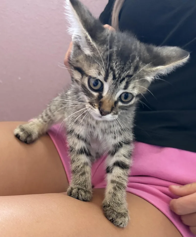 A baby small-sized female Domestic Short Hair cat named Rose for adoption in Dixon, CA
