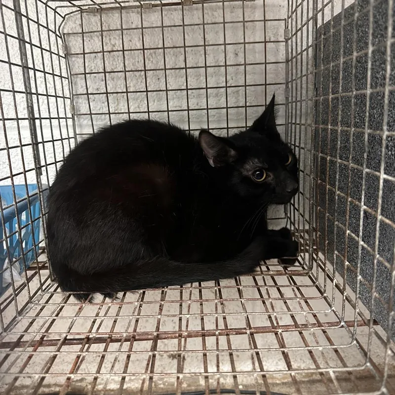 An adult medium-sized male Black Domestic Short Hair cat named Guiness for adoption in Edinburg, TX
