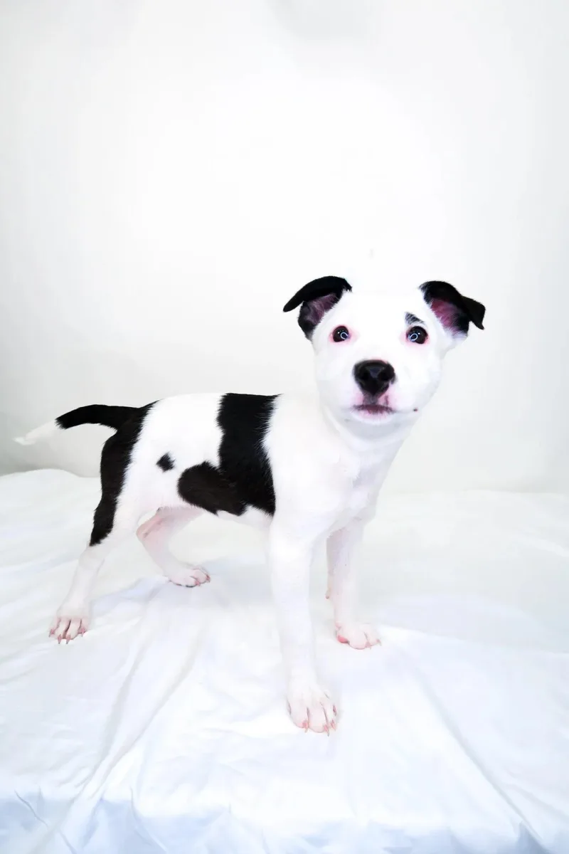 A baby medium-sized female White / Cream Pit Bull Terrier dog named Prada for adoption in Bixby, OK