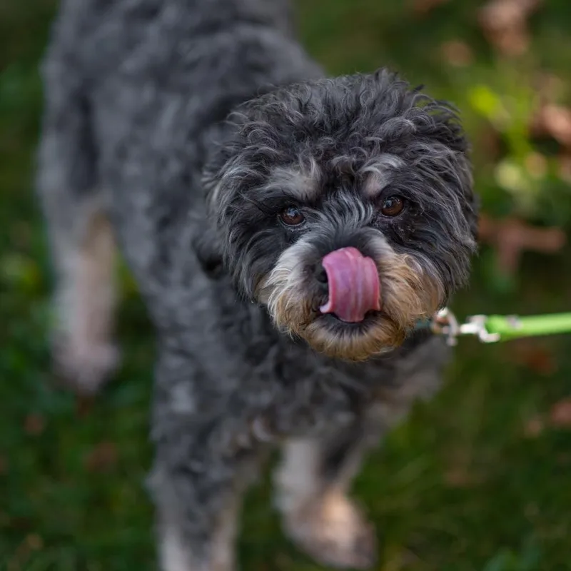 A senior small-sized male Gray / Blue / Silver Mixed Breed dog named Caesar for adoption in Hampton Bays, NY