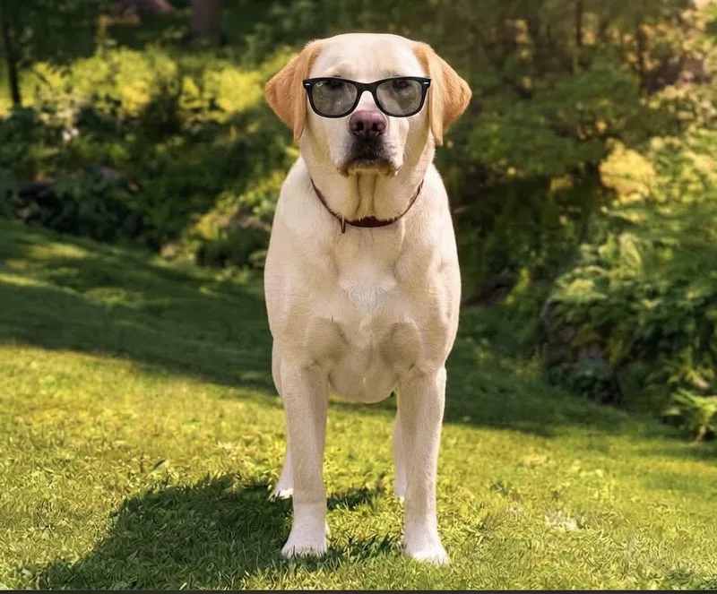 An adult large-sized male Yellow / Tan / Blond / Fawn Yellow Labrador Retriever dog named Bingo for adoption in Ossining, NY