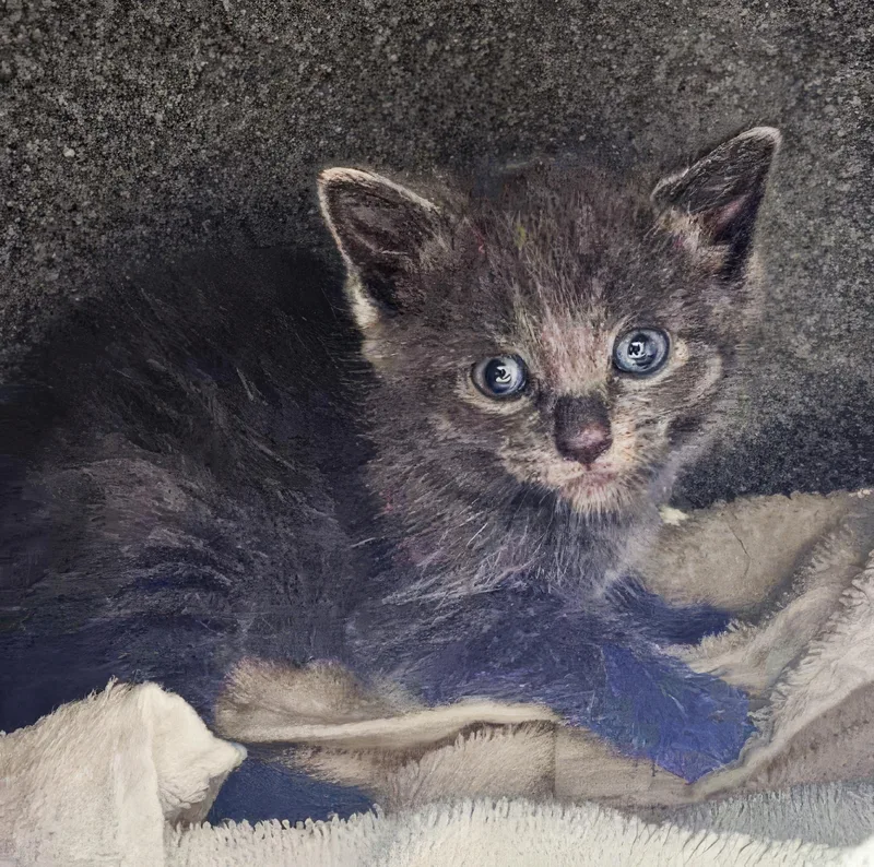 A baby medium-sized male Gray / Blue / Silver Domestic Short Hair cat named Killian for adoption in Nashville, TN