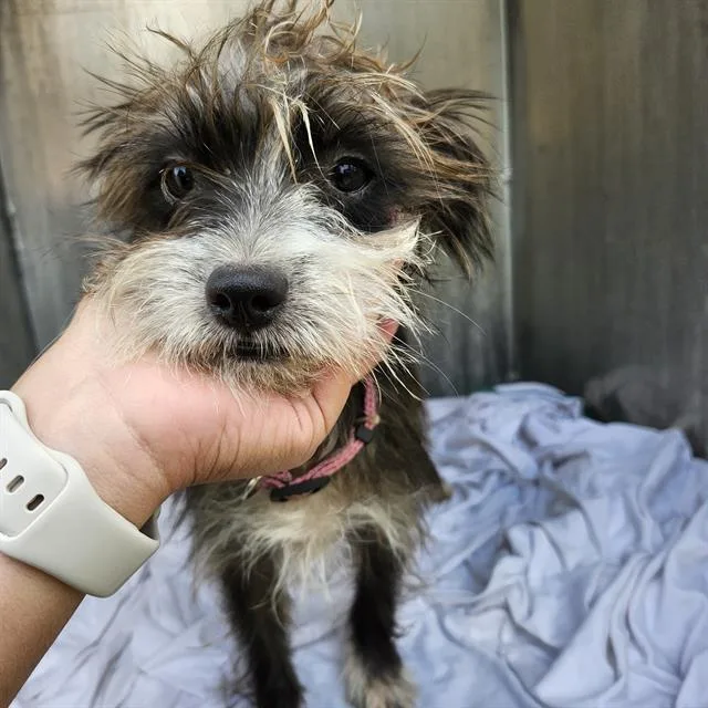 A young small-sized female Chihuahua dog named Cookie for adoption in San Antonio, TX