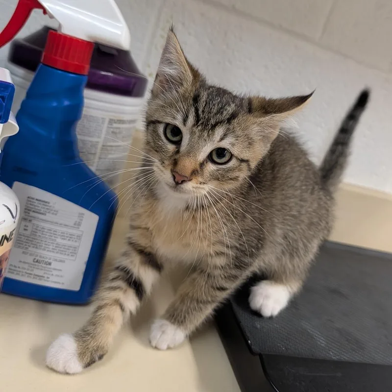 A baby small-sized female Black Domestic Short Hair cat named Daisy for adoption in Ardmore, OK