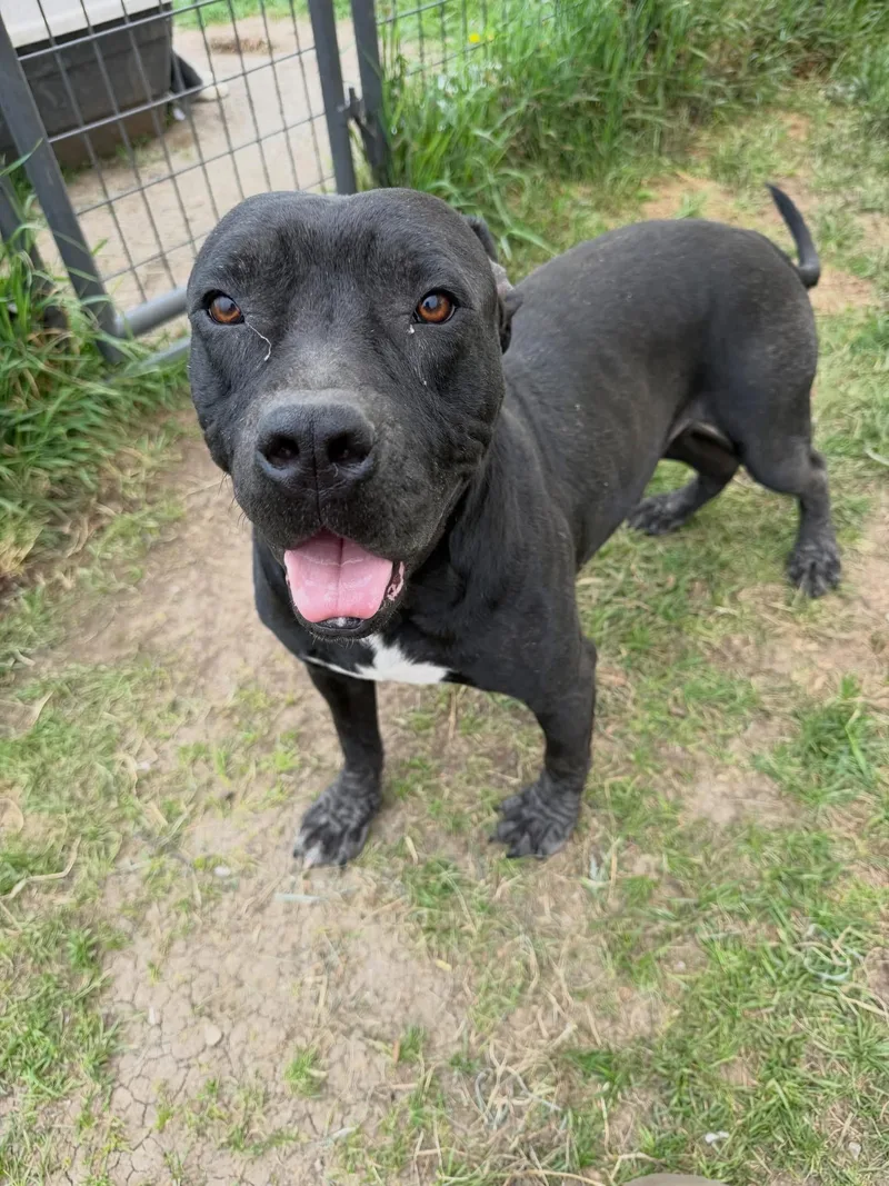 An adult medium-sized male Mixed Breed dog named Rufus for adoption in Wilsall, MT