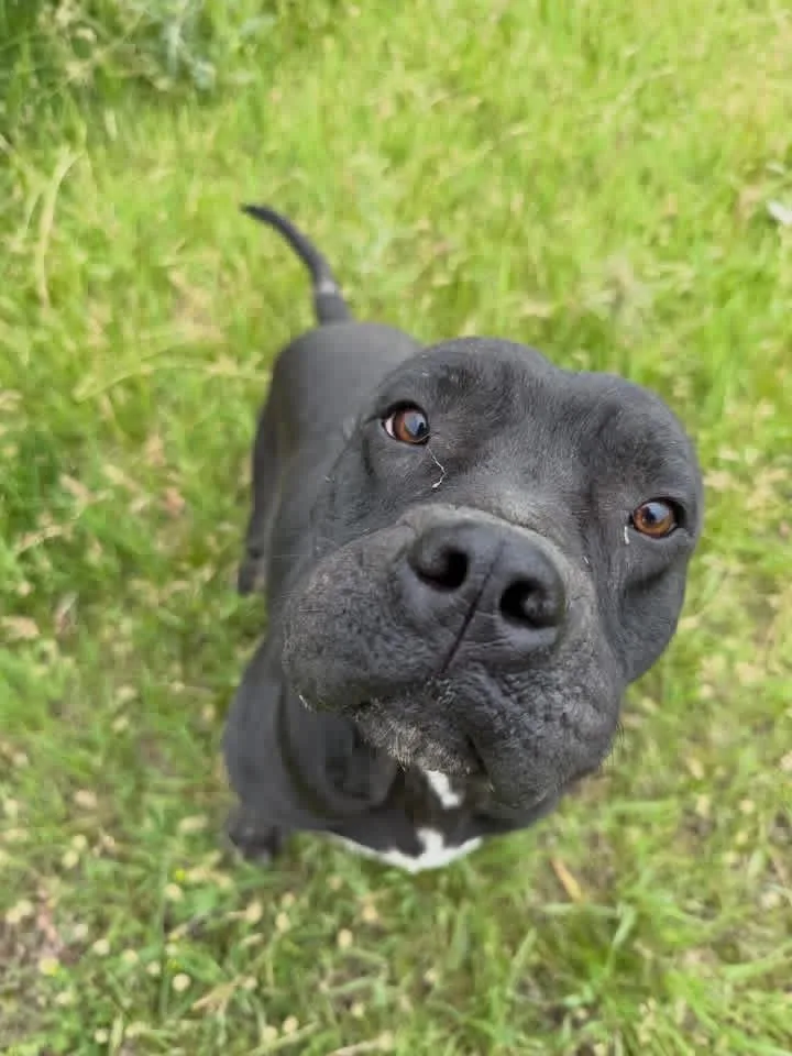 Rufus thumbnail 2