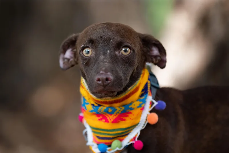 A young small-sized female Chihuahua dog named Moka for adoption in Santa Rosa, CA