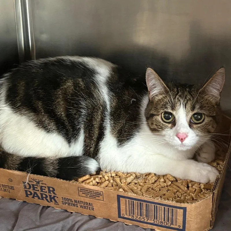 An adult medium-sized female White Domestic Short Hair cat named Karen for adoption in Chattanooga, TN