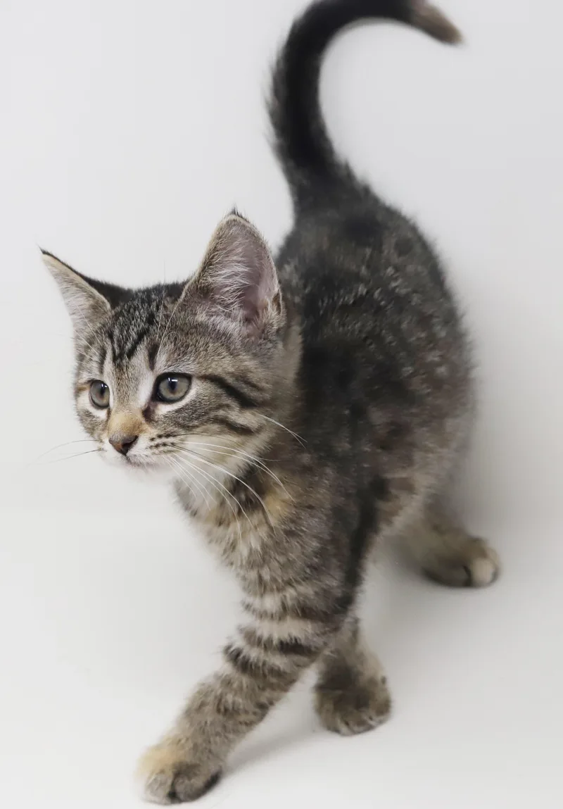 A baby small-sized female Torbie cat named Nirvana Is Nothing But for adoption in Bedford Hills, NY