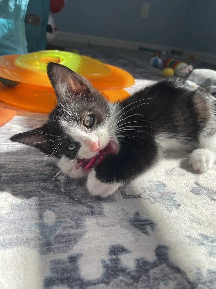 A baby small-sized male Black & White / Tuxedo Domestic Short Hair cat named Eddie for adoption in Poplar Grove, IL