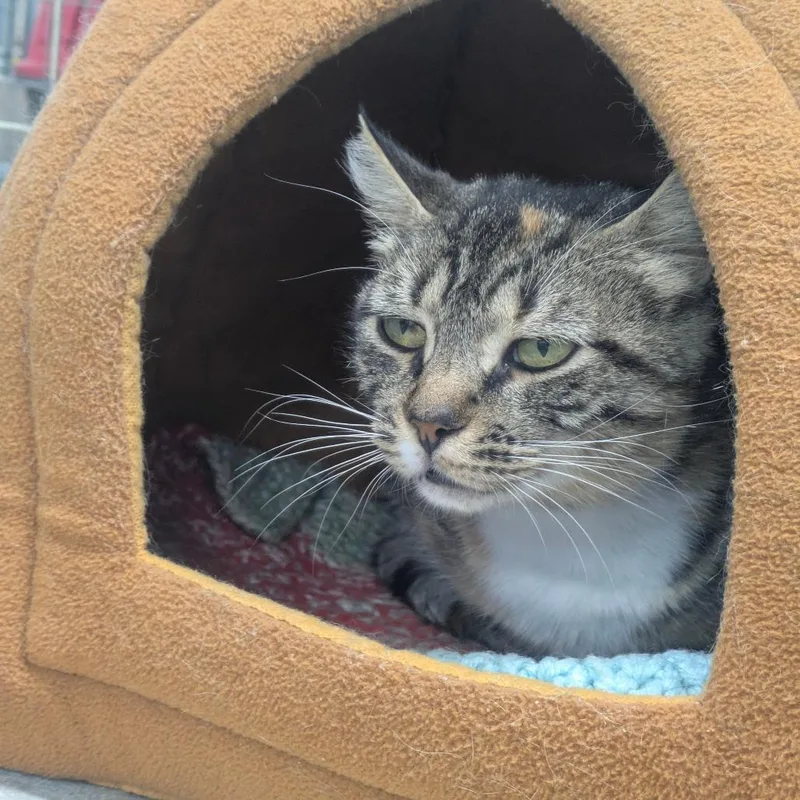 An adult large-sized female Torbie Domestic Short Hair cat named Petunia for adoption in East Smithfield , PA