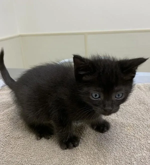 A baby small-sized male Domestic Short Hair cat named Theodore for adoption in Santa Rosa, CA