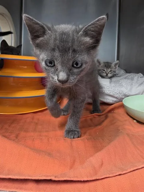 A baby small-sized female Domestic Short Hair cat named Kyzari for adoption in Fort Walton Beach, FL