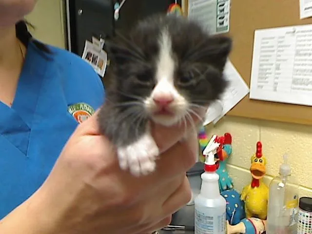 A baby medium-sized male Domestic Short Hair cat named Bramble for adoption in Cookeville, TN
