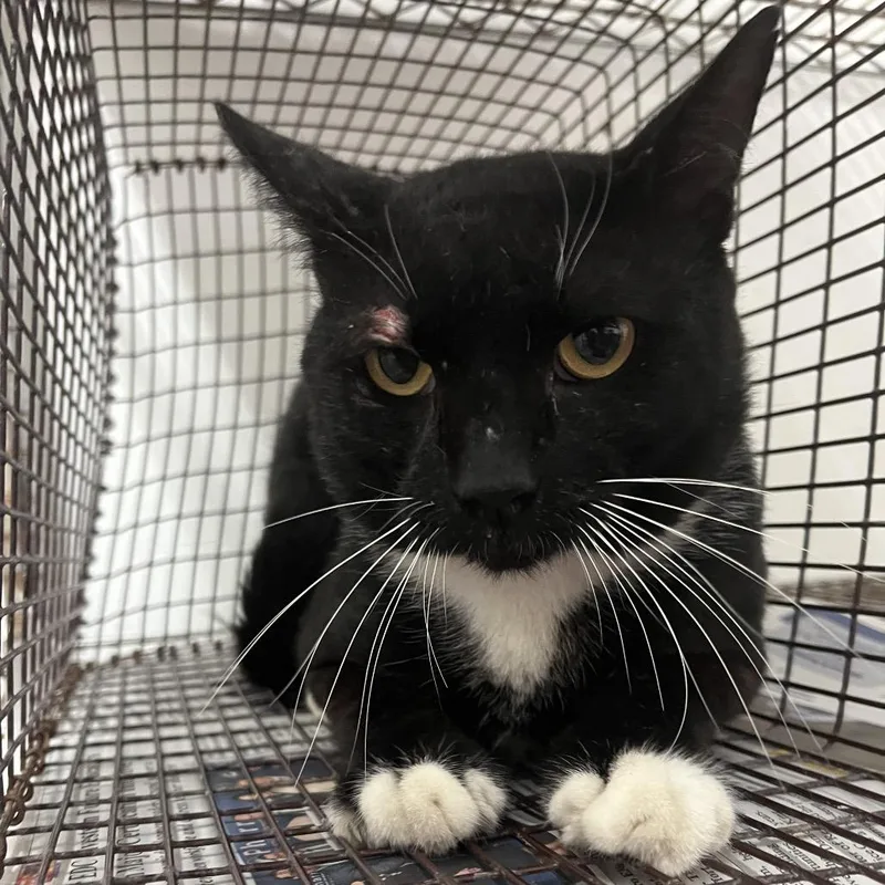 An adult medium-sized male Black Domestic Short Hair cat named Petey for adoption in Edinburg, TX