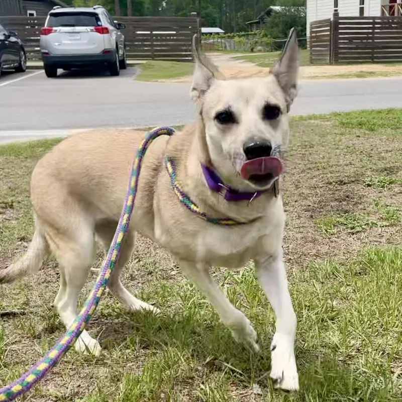 An adult small-sized female Apricot / Beige Shepherd dog named Honey Bunny for adoption in Freeport, FL