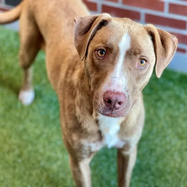 An adult large-sized male Mixed Breed dog named Reese for adoption in Edmond, OK