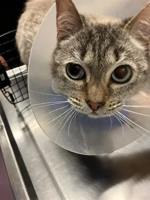 A young medium-sized female Siamese cat named Cookie for adoption in Long Beach, CA