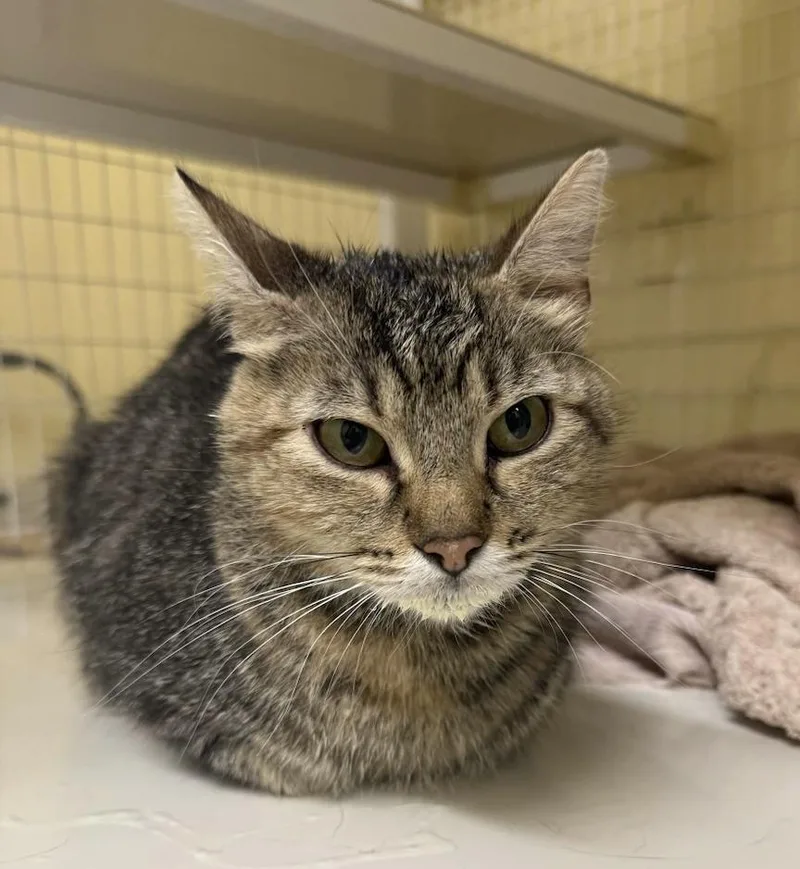 An adult medium-sized female Tabby (Brown / Chocolate) Domestic Short Hair cat named Licorice for adoption in San Luis Obispo, CA